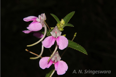 Impatiens yercaudensis